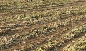 数百人在内蒙古一菜地“免费摘白菜”，菜农损失近百万，知情人：有少数人还钱菜农没收