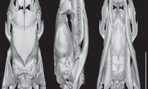 浙江17岁男生发现新物种“筷子蛇”！日行百公里，“刷山”40多夜：人生第一篇SCI